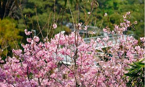 狐尾山公园樱花谷_厦门狐尾山公园樱花谷