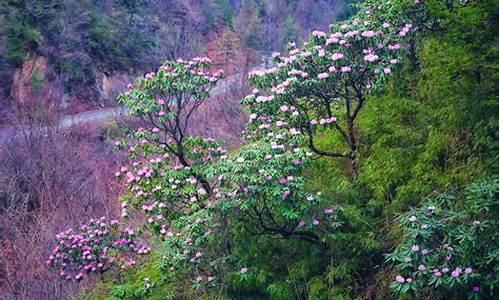 木王森林公园杜鹃花