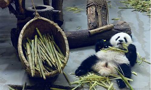 成都熊猫基地门票多少钱